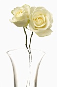 Two white roses in glass vase