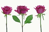 Three purple roses
