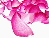 Pinkfarbene Rosenblütenblätter