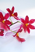 Rote Orchideen und Handtuch