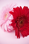 Two gerberas (red and pink)