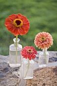 Three summer flowers in glass bottles on stone wall