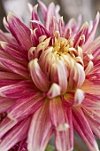 Rosa Chrysantheme (Ausschnitt)