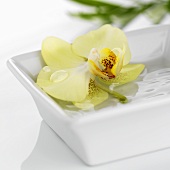 Orchid in dish of water