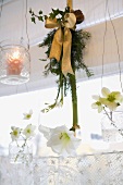 White amaryllises (Christmas decorations)