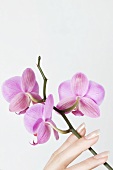 Hand hält Zweig mit lila Orchideenblüten