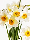 Bunch of narcissi