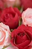 Rote und rosafarbene Rosen