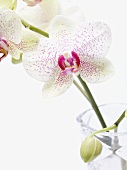 weiße Orchideen in Vase