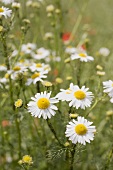 Chamomile flowers in grass