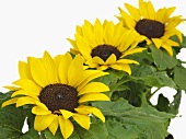 Drei Sonnenblumen