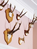 Antlers on the wall