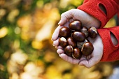Woman's hands holding fresh chestnuts