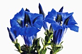 Blue gentian flower (Gentiana sp) close-up