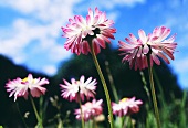 Daisies in grass