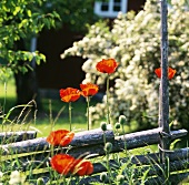 Poppies in the open air