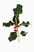 Sprig of holly with berries