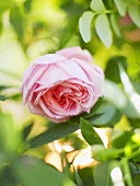 Pink rose among leaves