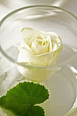 White rose in glass vase (table decoration)