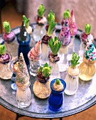 Various hyacinths in glasses with budding flowers and colourful decorative cones