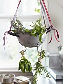 An old-fashioned colander of fresh herbs hanging up