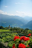 Blick aus einem sommerlichen Bauerngarten auf die umliegenede Berglandschaft, Oberhauserhof, Südtirol