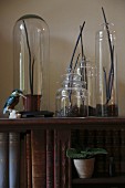 Red ceropegia fusca under a glass cloche and in various glass containers on a wooden shelf