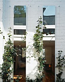 White washed brick wall with climbing plants and view through narrow windows into a living room