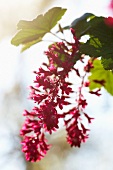 Red-flowering currants (ribes sanguineum splendens)