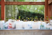 Clover (Trifolium) in a green house