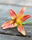 A single lily flower (Slade Select)