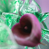 Purple calla lily in a vase (top view)