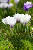White crocuses in a meadow