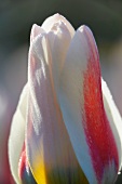 White tulip flower (close up)