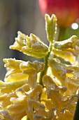 Yellow hyacinth with morning dew
