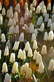 Tulip bed with white tulips (Tulipa Concerto)
