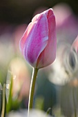 Single pink tulip (Tulipa Menton)
