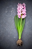 A pink hyacinth with bulb lying on a stone floor