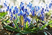 Sibirischer Blaustern 'Spring Beauty'(Scilla Siberica)