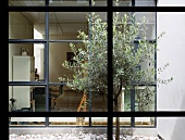 Blick durch Fenster auf Olivenbaum im Patio