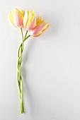 Three tulips with stems in front of a white background
