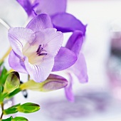 Purple freesia flowers (close up)