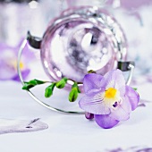 Purple freesia flowers in a glass vase