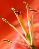 Blütenstempel & Staubgefäße einer Lilienblüte (Nahaufnahme)