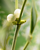 Mistletoe (Viscum Album) with berry (close up)