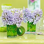 Hyacinth (Hyacinthus Bradford) in vases