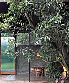 Tree in front of terrace of contemporary house with traditional wooden chairs