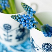 Grape hyacinths in a cup