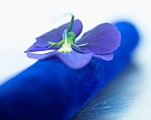 A purple pansy of a piece of blue velvet