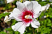 A red and white hibiscus flower